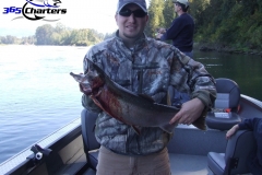 Coho Salmon