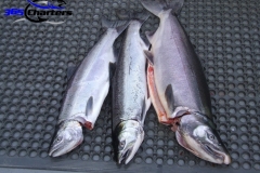 Coho Salmon