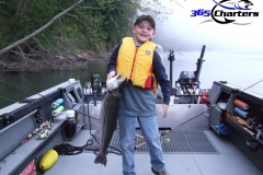 Coho Salmon