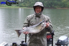 Coho Salmon