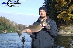 Coho Salmon