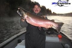Coho Salmon