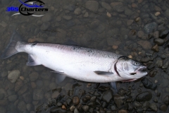 Coho Salmon