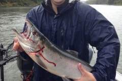 CohoSalmon033