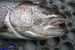 Cutthroat