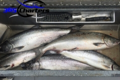 Chinook Salmon & Steelhead
