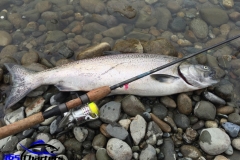 Chinook Salmon
