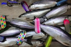 Kokanee