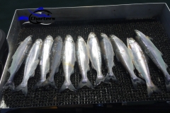 Kokanee