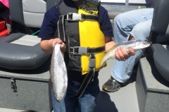 Kokanee