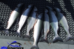 Pink-Salmon001
