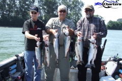 Pink Salmon