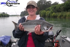 Pink-Salmon009
