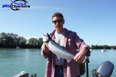 Pink-Salmon029
