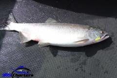 Pink-Salmon032