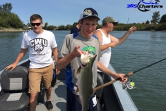 Pink-Salmon037