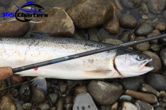 St.Croix Rods Steelhead