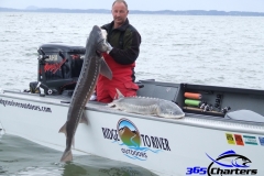 Sturgeon