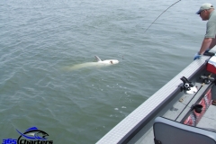 Sturgeon