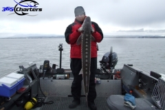 Sturgeon