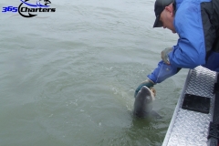 Sturgeon