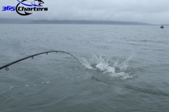 Sturgeon
