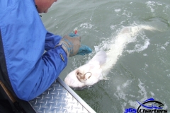 Sturgeon