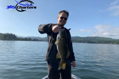 bass233